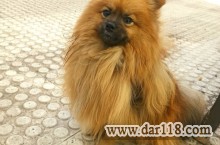 سگ پامر وارداتی کنجکاو ،جسور،سرزنده