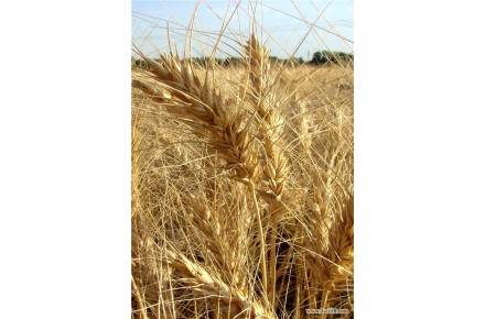 فروش گندم - 1