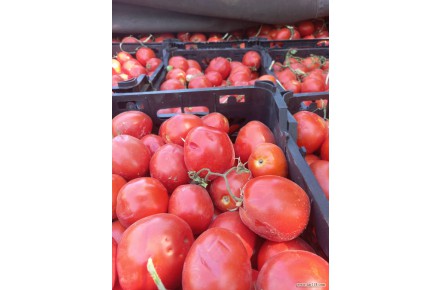 فروش عمده گوجه صادراتی
