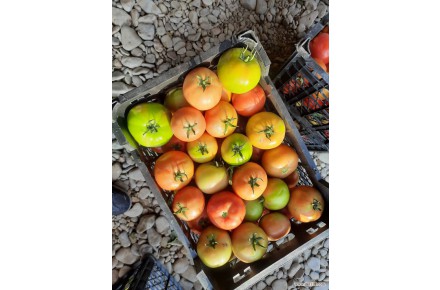 فروش عمده گوجه صادراتی - 2
