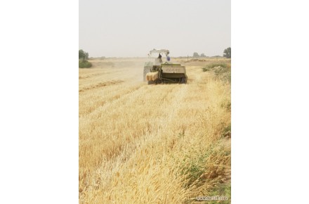 فروش پرس گندم