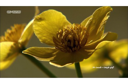 نیازمند کمک به یک خانواده در حال نابودی - 1