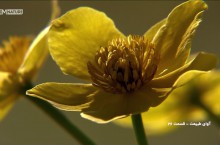 نیازمند کمک به یک خانواده در حال نابودی