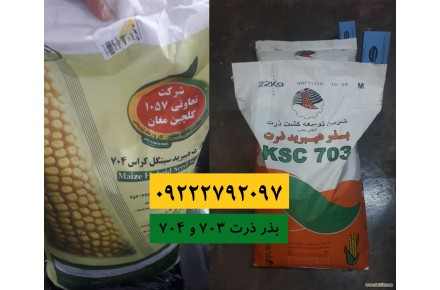 بذر ذرت رقم 703 و 704|09222792097 - 2