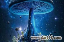 آلبوم کاغذ دیواری ماشروم MUSHROOM