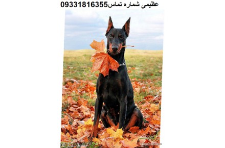 دوبرمن _سگ دوبرمن _ - 1