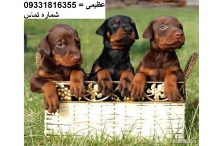 دوبرمن _سگ دوبرمن _ - 2