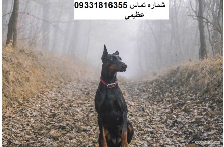 دوبرمن _سگ دوبرمن _ - 3