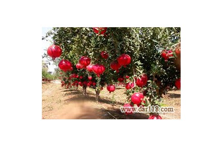 فروش کلی آلوئه‌ورا-انار-ماهی کپور-زعفران-کود و سموم کشاورزی - 2