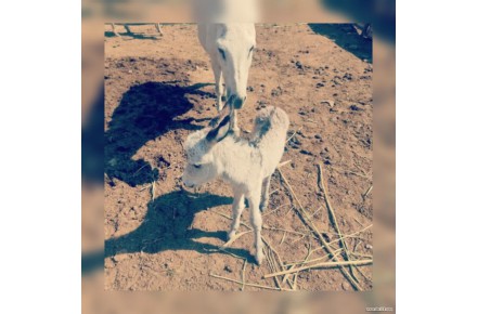شیر الاغ/خر تازه وطبیعی - 1