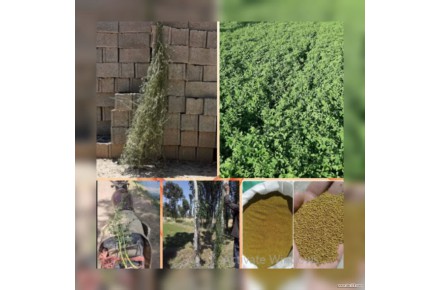 بذر یونجه با تناژ 7تن یونجه در هکتار - 1