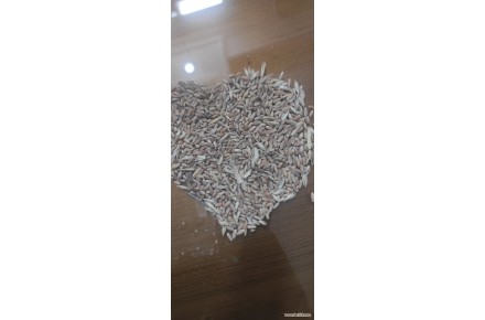 فروش گندم درجه یک - 1
