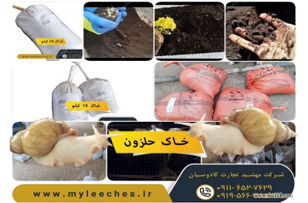 بهترین خاک برای انواع حلزون آچاتینا البینو
