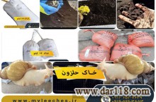 بهترین خاک برای انواع حلزون آچاتینا البینو