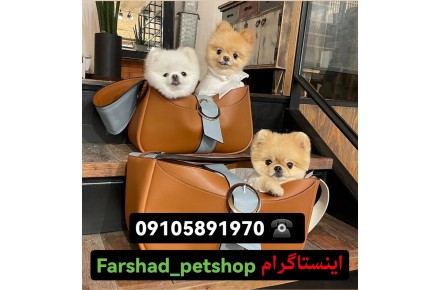 فروش سگ های اپارتمانی مینیاتوری فنجونی خانگی - 1