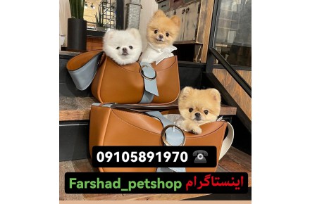 فروش سگ اپارتمانی پامر شیتزو پودل پامرانین جیبی فنجونی