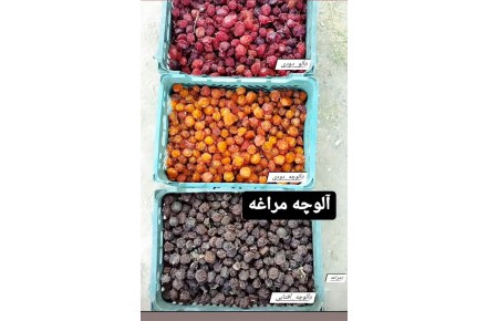 آلوچه دودی و آفتابی آلو شابلن و سانتریزه - 3