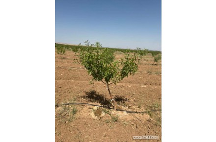 فروش باغات چهارهزارمتری مجتمع باغچه ای مزرعه بادام چسکین - 1