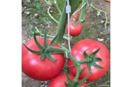 قلاب نگهدارنده بوته مدل عصایی
