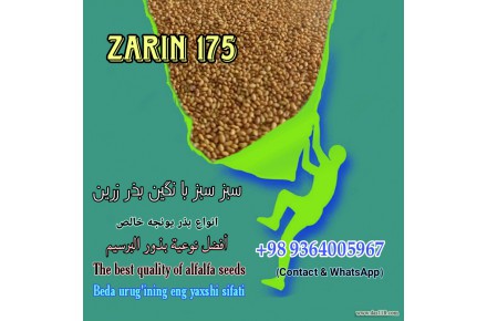 فروش انواع بذر یونجه پایه بلند ، اصلاح شده وخالص 