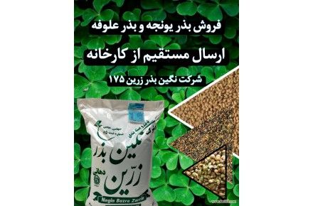 فروش انواع بذر یونجه پایه بلند ، اصلاح شده وخالص  - 3