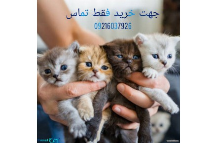 واگذاری بچه گربه  | خرید گربه - 1