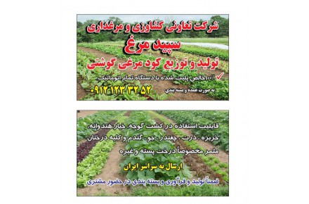 تولید و توزیع کود مرغی گوشتی 100٪ پلیت شده خالص - 5