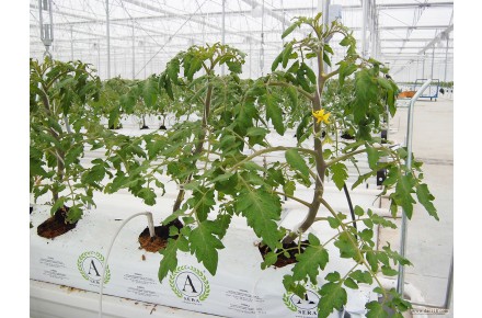 فروش گروبگ (GROW BAG) - 1