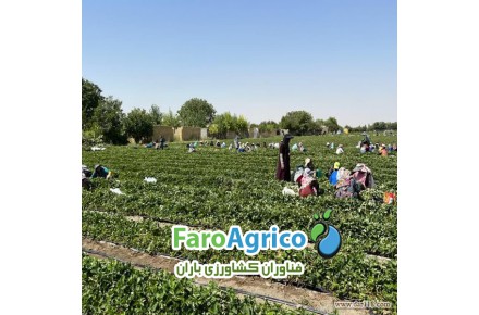 نشا توت فرنگی کاماروسو - 3