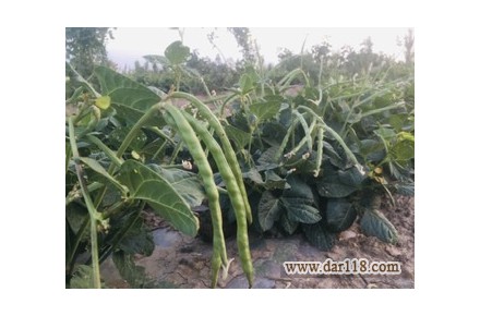 لوبیا چشم بلبلی محلی خشک و سبز دوندار ارگانیک - 2