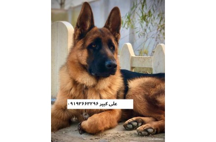 فروش سگ ژرمن شپرد در تهران   خرید سگ زرمن شپرد در تهران