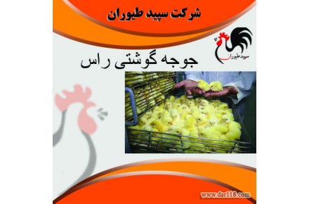 فروش جوجه مرغ گوشتی و جوجه گوشتی یک روزه - طیور - 1