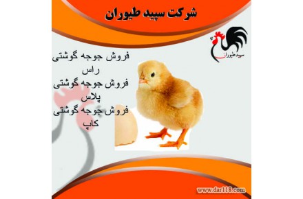 فروش جوجه مرغ گوشتی و جوجه گوشتی یک روزه - طیور - 2