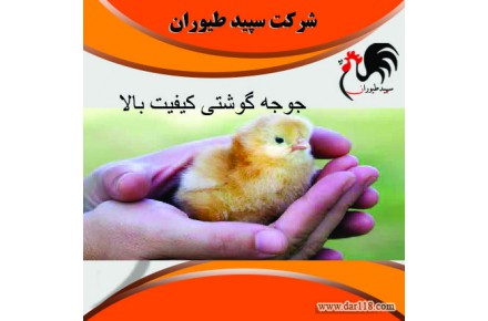 فروش جوجه مرغ گوشتی و جوجه گوشتی یک روزه - طیور - 3