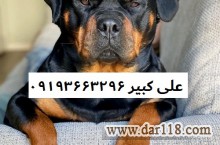 بزرگترین مرکز تولید و پرورش فروش انواع نزاد سگ روتوایلر