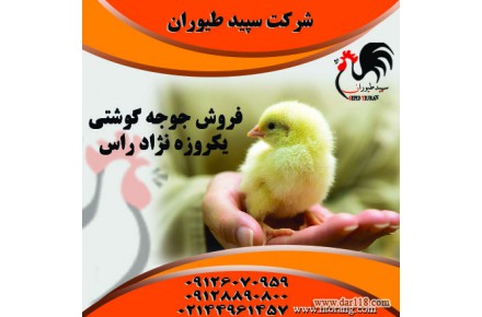 فروش جوجه یک روزه گوشتی نژاد راس - 1