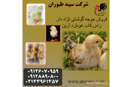 فروش جوجه یک روزه گوشتی نژاد راس - 3
