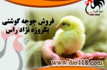فروش جوجه یک روزه گوشتی نژاد راس