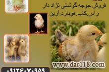 فروش انواع جوجه گوشتی راس ، پلاس ، کاب ، آرین
