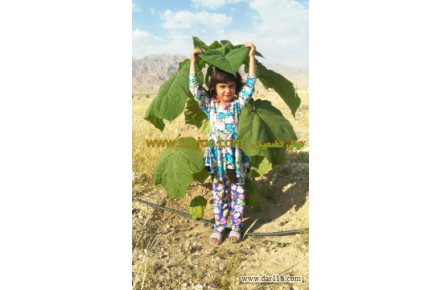 فروش نهال تضمینی پائولونیا (درخت پالونیا ) ی اصلاح نژاد واردتی هیبریدی سریع الرشد تضمینی شرکت طب جویان طبیعت - 2
