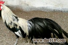 فروش عمده مرغ خروس نژاد فینیکس