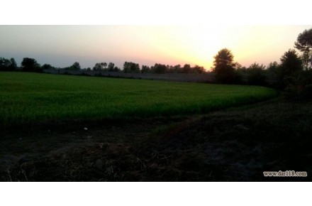 ۱ هکتار با سند ششدانگ -چمخاله - 1