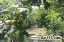 باغ و مزرعه ۲۵۰۰ متر- کوچصفهان