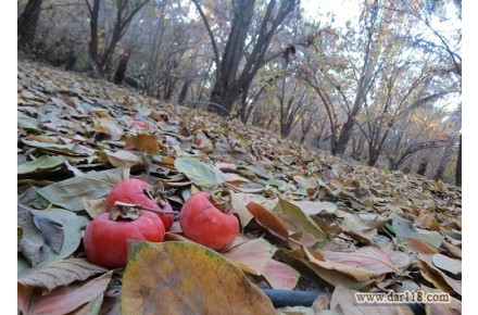 باغ خرمالو به مساحت ده هکتار، کنار رودخانه پر آب در لنگرود