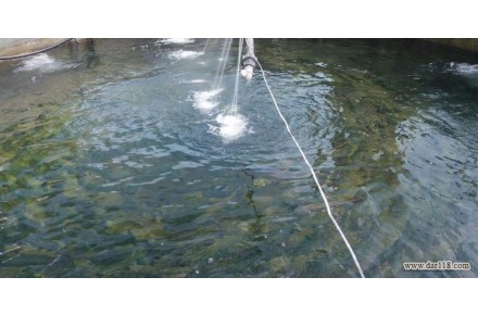 پرورش ماهی قزل آلا در منطقه خوش آب و هوای کلاچای - 1