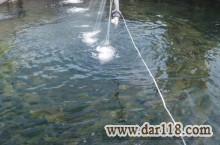 پرورش ماهی قزل آلا در منطقه خوش آب و هوای کلاچای