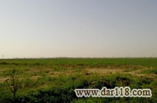 ۴۰هکتار زمین کشاورزی با سند شش دانگ در قزوین