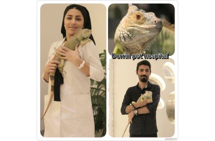 بیمارستان دامپزشکی  و پت شاپ شبانه روزی درین - 8